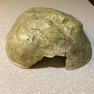 Medium resin reptile hide box